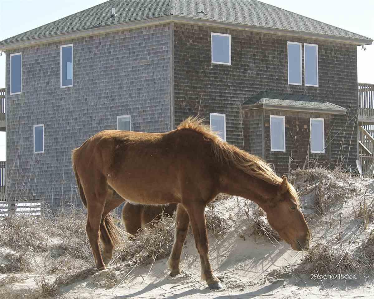 Corolla, North Carolina 27927, 4 Bedrooms Bedrooms, ,3 BathroomsBathrooms,Single family - detached,For sale,Sandfiddler Road,96431