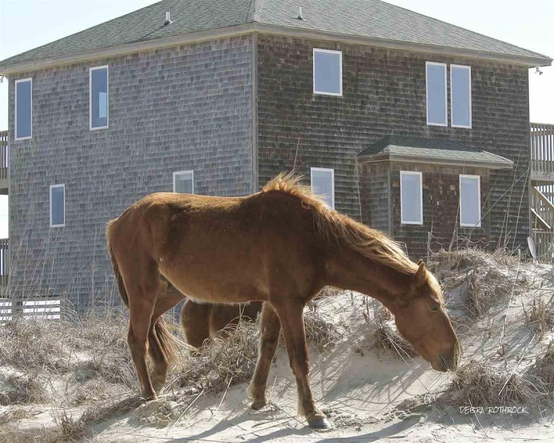 Corolla, North Carolina 27927, 4 Bedrooms Bedrooms, ,3 BathroomsBathrooms,Single family - detached,For sale,Sandfiddler Road,96431