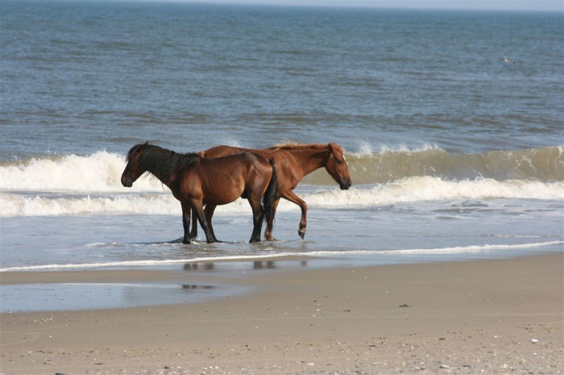 Corolla, North Carolina 27927, ,Residential,For sale,Ocean Pearl Road,98236