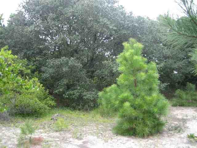 Corolla, North Carolina 27927, ,Residential,For sale,Teal Road,63062