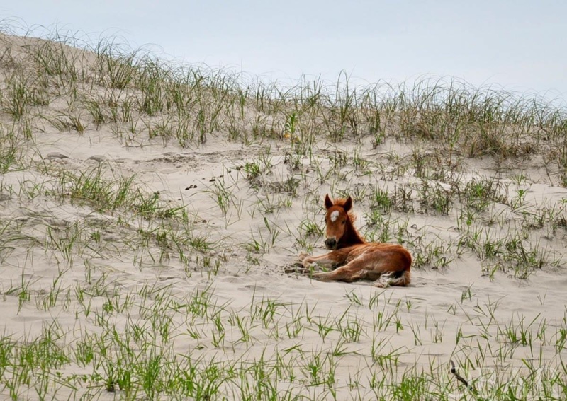 Corolla, North Carolina 27927, ,Residential,For sale,Sandfiddler Road,119331